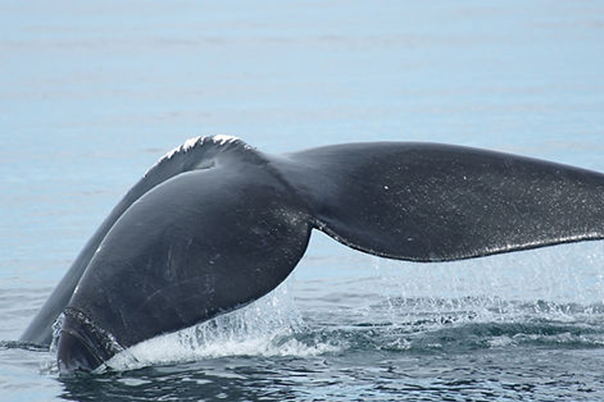 Whales, Mi’kmaw Trails and Birding Tales